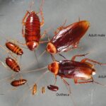 Cockroach Life Cycle