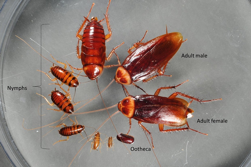 Cockroach Life Cycle